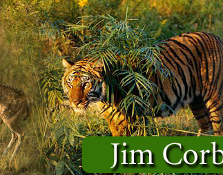 tour packages for jimcorbett